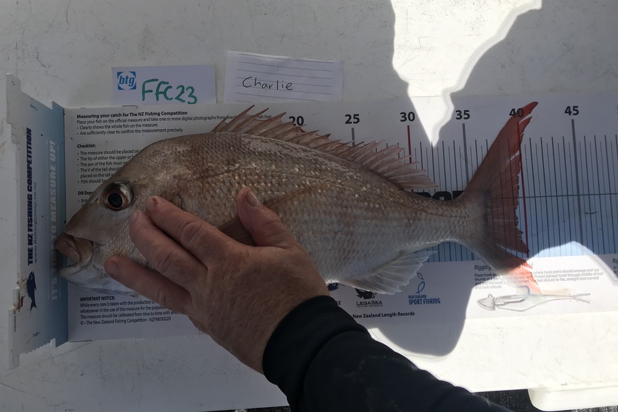 Anne Lindsay caught this 39.0cm Snapper at Rakino during The OBC Fishing Competition