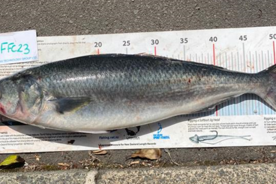 Craig Marsom caught this 52.5cm Kahawai at Rakino during The OBC Fishing Competition