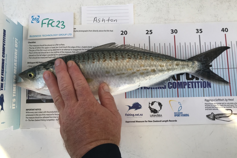 Anne Lindsay caught this 36.0cm Kahawai at North head  during The OBC Fishing Competition