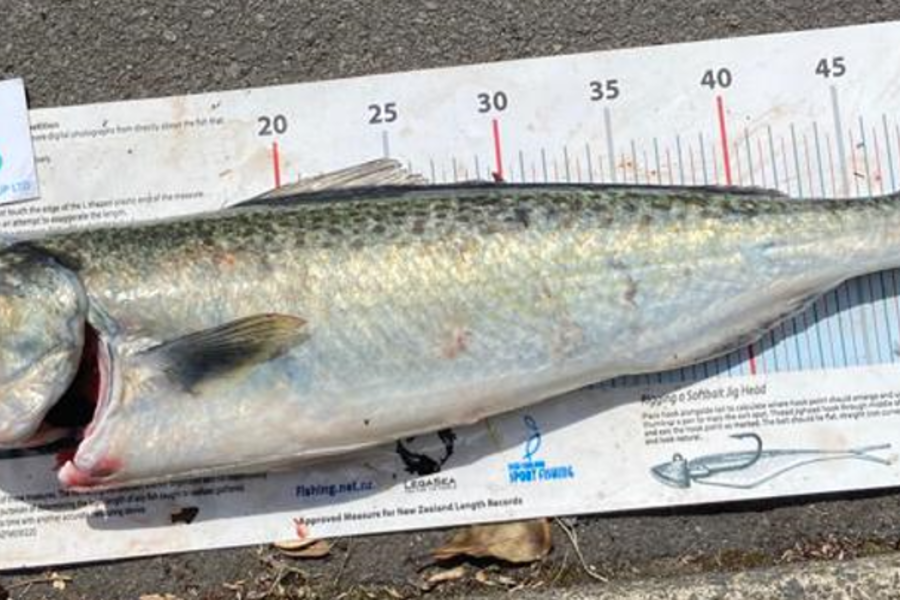 Craig Marsom caught this 53.5cm Kahawai at Rakino during The OBC Fishing Competition