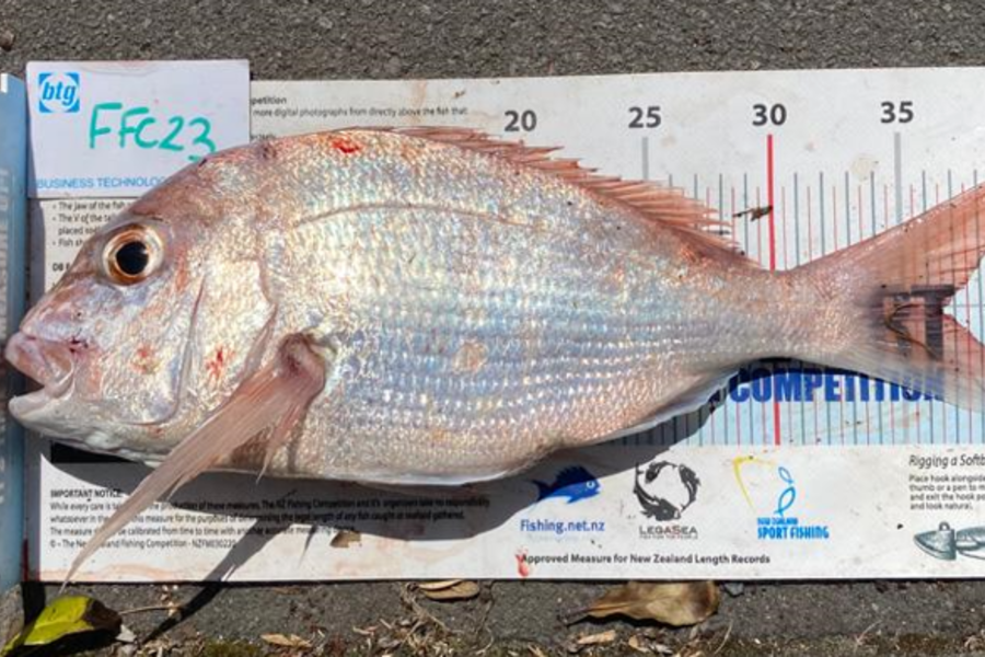 Craig Marsom caught this 36.5cm Snapper at Rakino during The OBC Fishing Competition