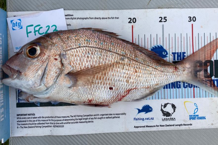 Craig Marsom caught this 32.5cm Snapper at Rakino during The OBC Fishing Competition