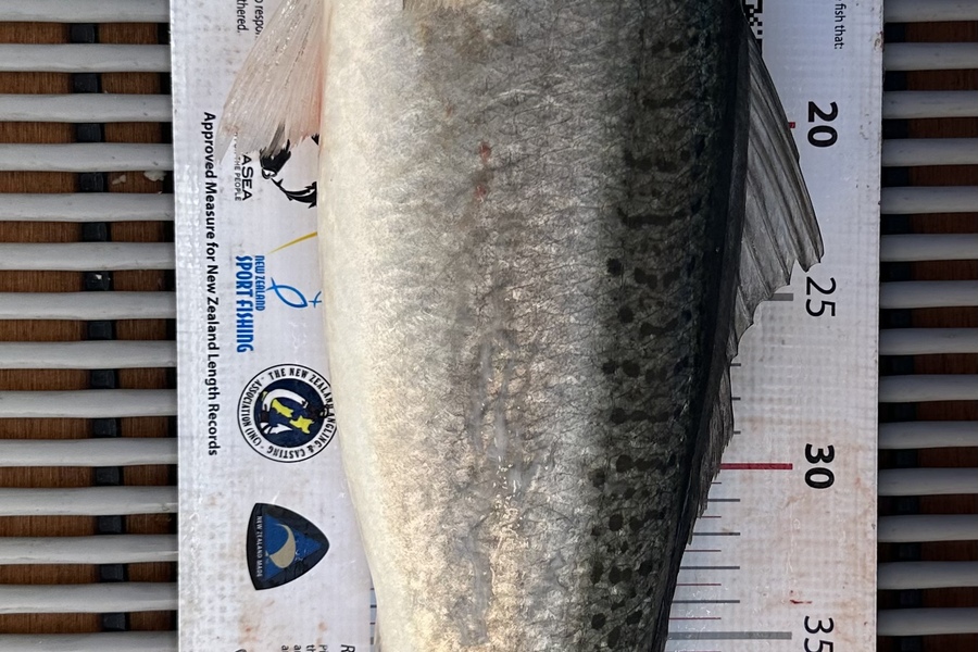 Shayne Nam caught this 50.5cm Kahawai at HRK during The OBC Fishing Competition