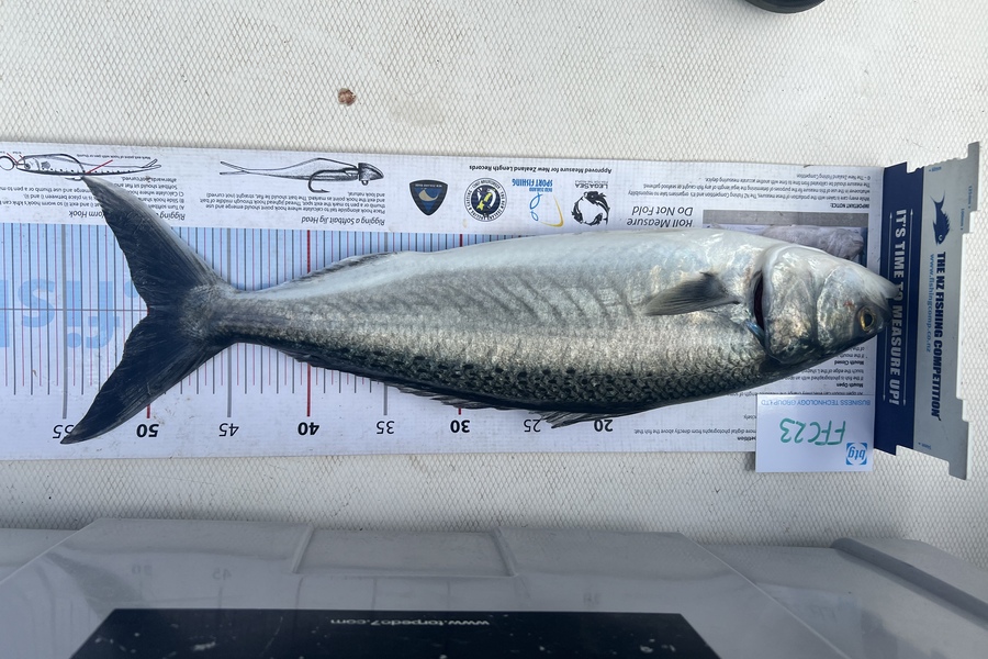 Andrew King caught this 50.0cm Kahawai at Rangitoto during The OBC Fishing Competition