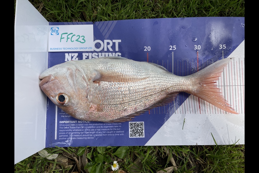 Jeremy Davis caught this 33.0cm Snapper at Rakino channel during The OBC Fishing Competition