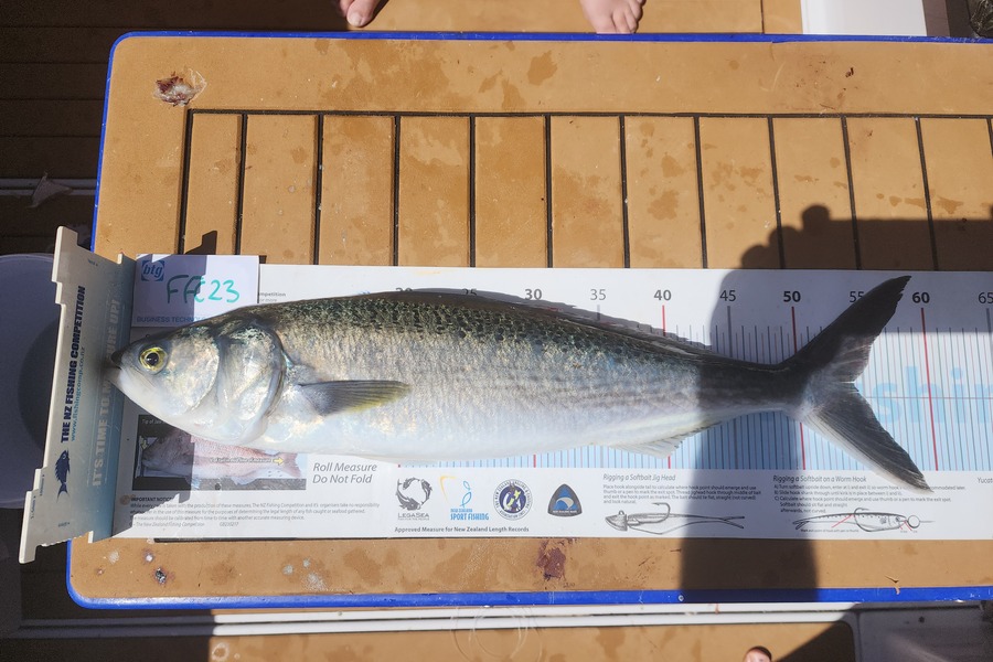 Gary Williamson caught this 54.0cm Kahawai at Rakino during The OBC Fishing Competition
