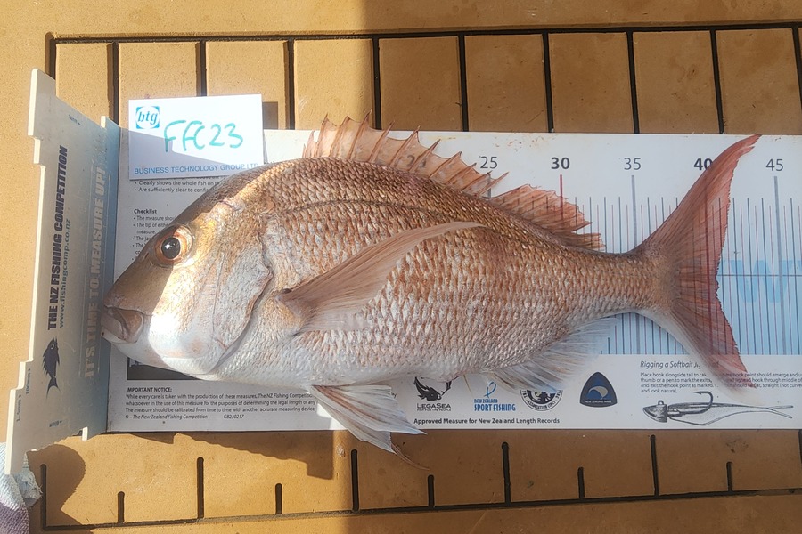 Gary Williamson caught this 40.5cm Snapper at Rakino during The OBC Fishing Competition