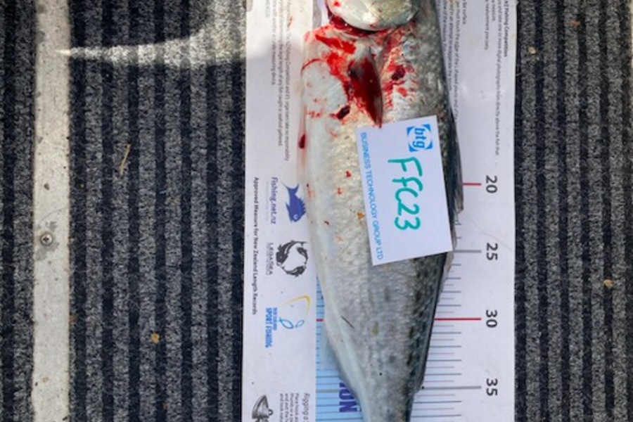 Jeff Wheeler caught this 44.0cm Kahawai at Barges during The OBC Fishing Competition