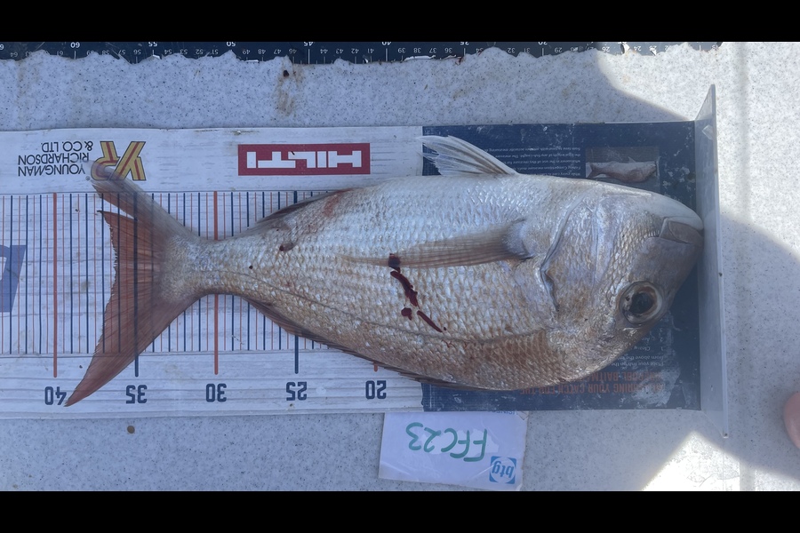 Brendan Lochead caught this 36.0cm Snapper at Rakino channel during The OBC Fishing Competition