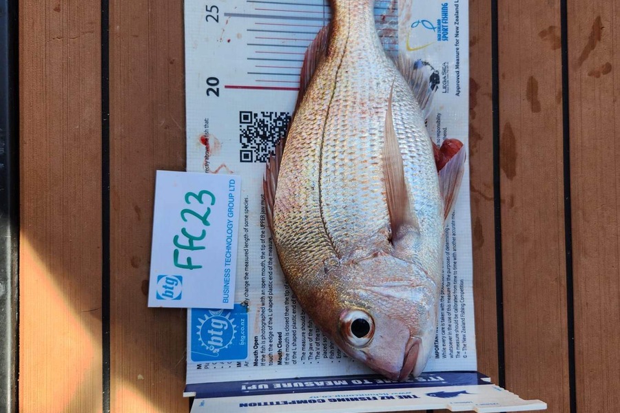 Jack Laity caught this 31.0cm Snapper at Motutapu  during The OBC Fishing Competition