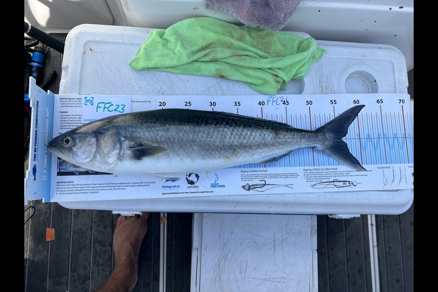 Greg Strachan caught this 56.0cm Kahawai at Waiheke during The OBC Fishing Competition