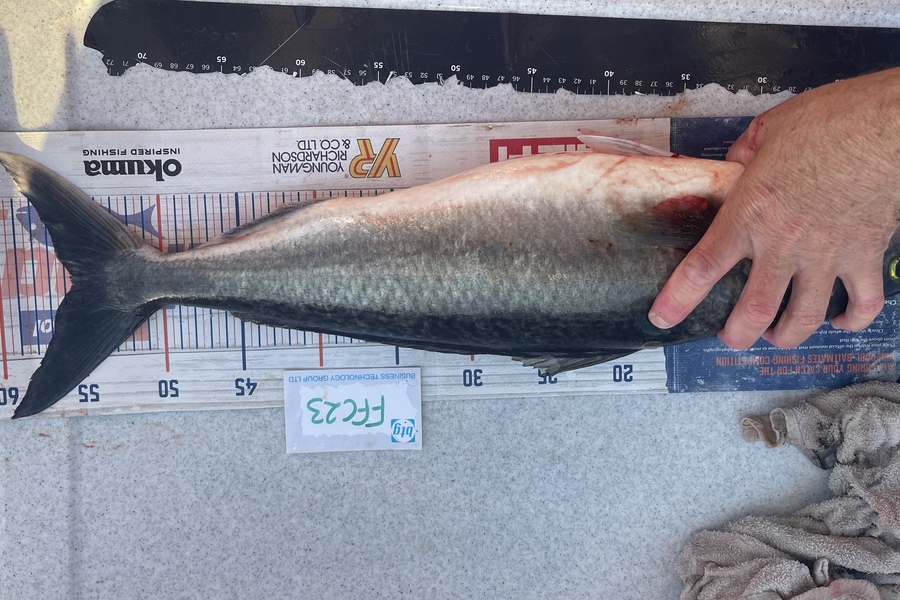 Brendan Lochead caught this 55.5cm Kahawai at Rakino during The OBC Fishing Competition