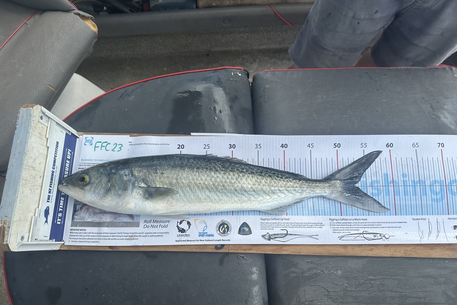Geoff Carter caught this 52.5cm Kahawai at Tiri  during The OBC Fishing Competition