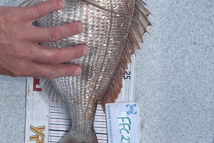 Brendan Lochead caught this 39.5cm Snapper at Rakino channel during The OBC Fishing Competition