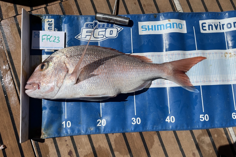 James MacQueen caught this 45.5cm Snapper at Bottom end during The OBC Fishing Competition