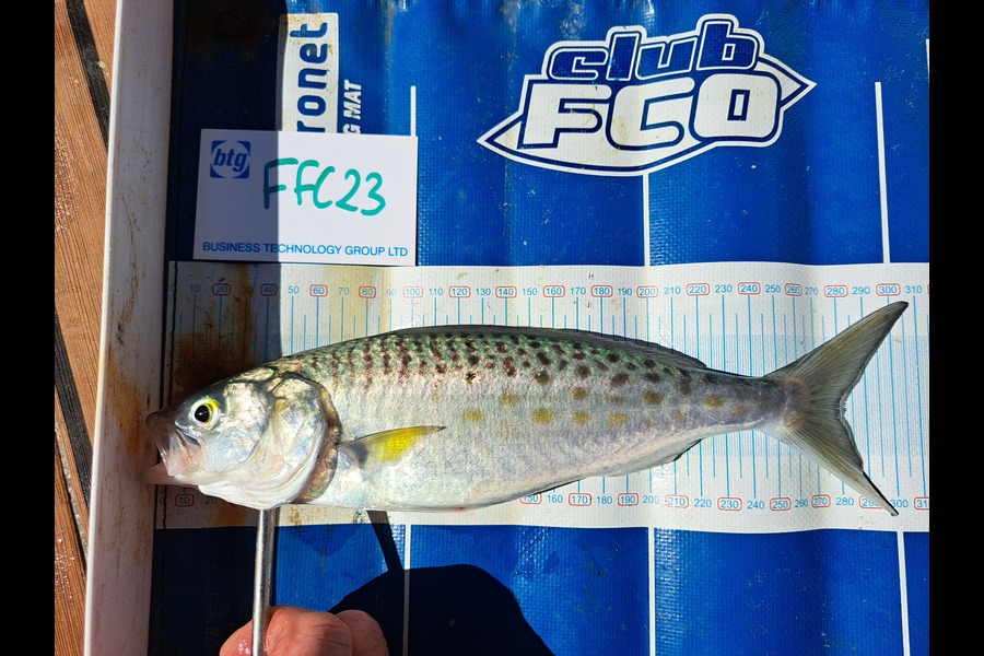 Carl Hammond caught this 28.0cm Kahawai at Waiheke Island during The OBC Fishing Competition