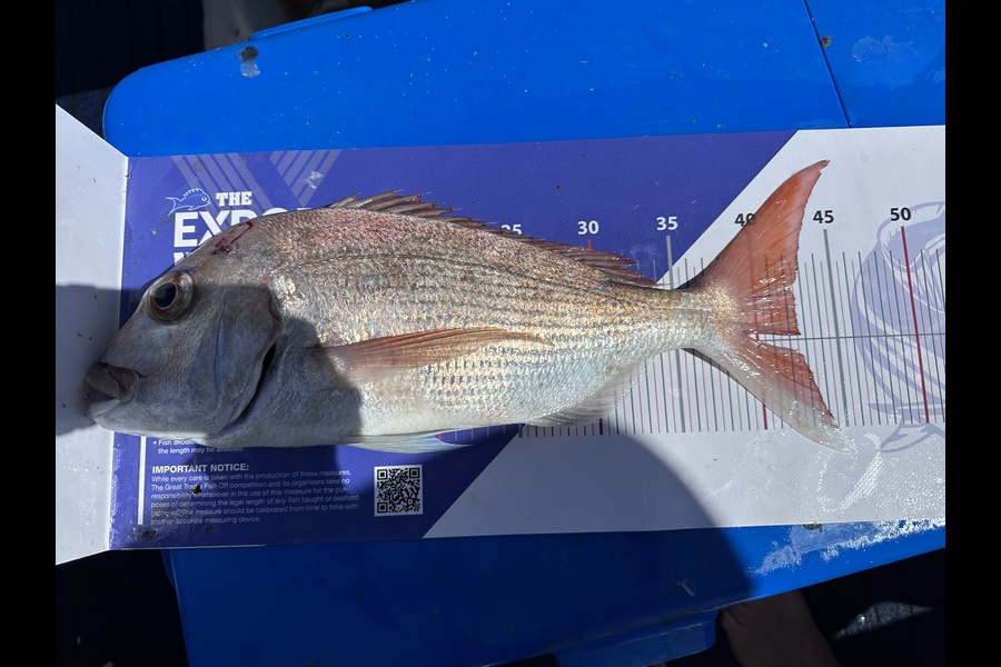 Melisa Bedwell Goodwin caught this 42.5cm Snapper at Noisies during The OBC Fishing Competition