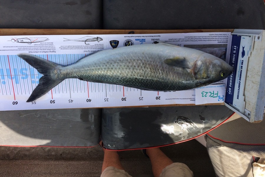 Philip Tate caught this 51.5cm Kahawai at Rangitoto Light House during The OBC Fishing Competition