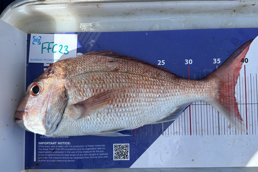 Melisa Bedwell Goodwin caught this 38.0cm Snapper at noises during The OBC Fishing Competition