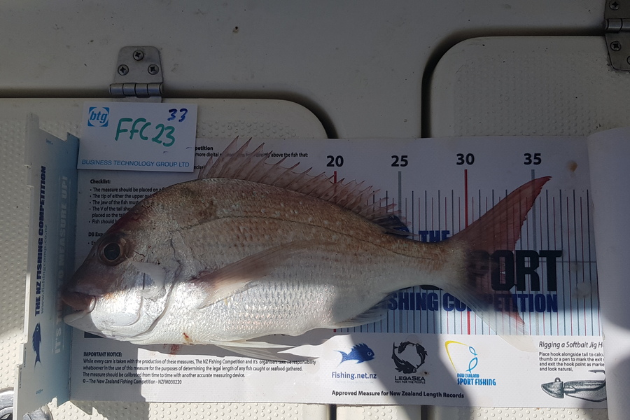 Maximus Smitheram caught this 33.0cm Snapper at Rakino during The OBC Fishing Competition
