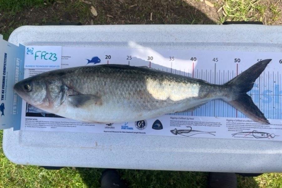 Logan McKenzie caught this 52.0cm Kahawai at Durville rock  during The OBC Fishing Competition