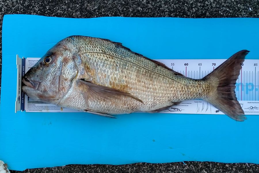Philip Tate caught this 77.5cm Snapper at Kawau Island during The OBC Fishing Competition