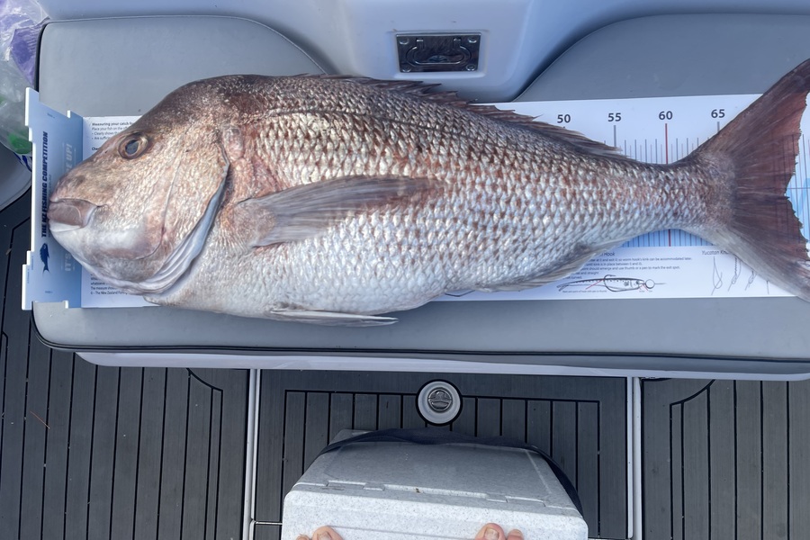 Steve Marshall caught this 71.0cm Snapper at Auckland during The OBC Fishing Competition