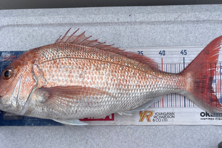 Brendan Lochead caught this 51.0cm Snapper at Auckland during The OBC Fishing Competition