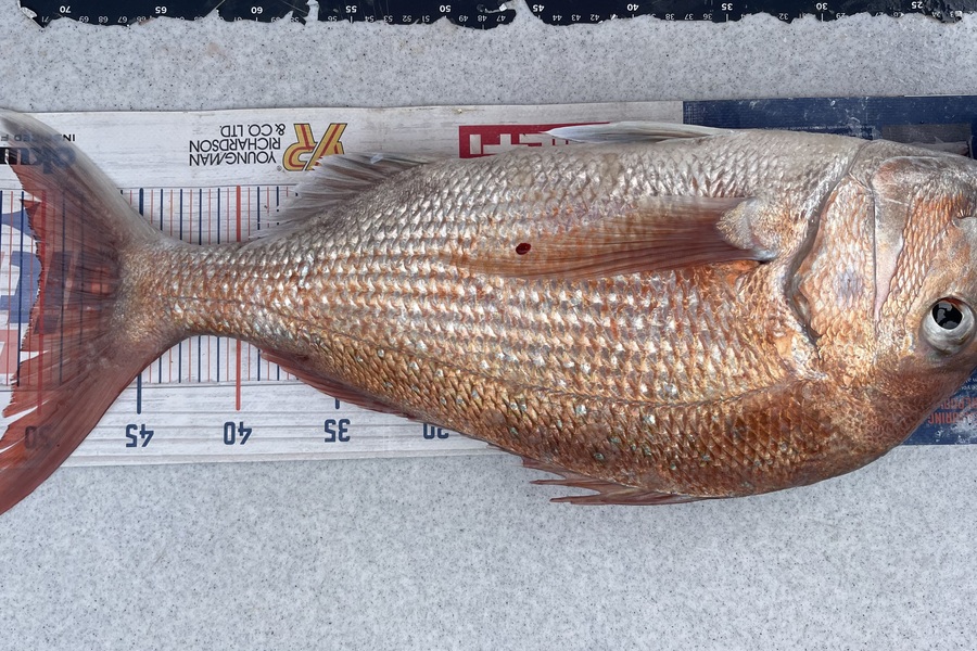 Brendan Lochead caught this 50.0cm Snapper at Auckland during The OBC Fishing Competition