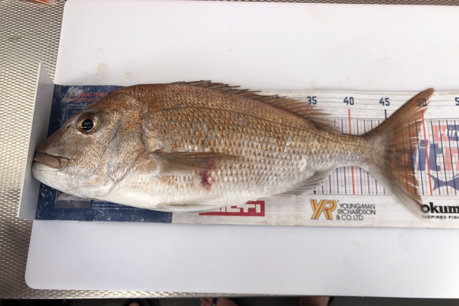 Brendan Lochead caught this 48.0cm Snapper at Auckland during The OBC Fishing Competition