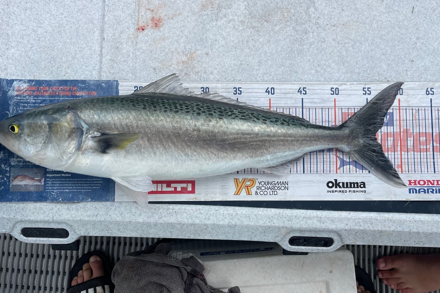 Brendan Lochead caught this 56.0cm Kahawai at Auckland during The OBC Fishing Competition