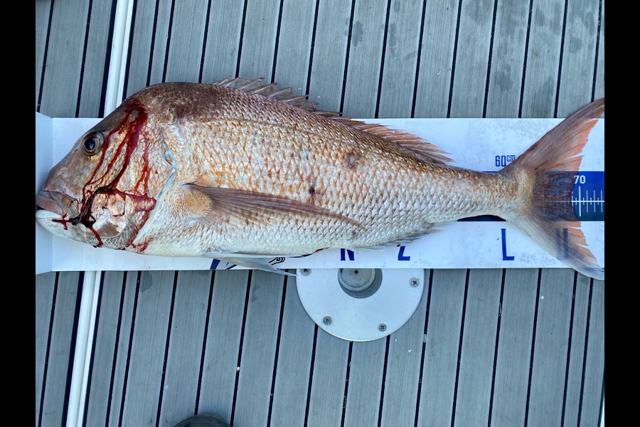 Ian Bannan caught this 69.0cm Snapper at Auckland during The OBC Fishing Competition