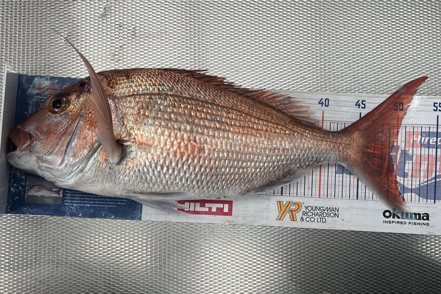 Brendan Lochead caught this 49.0cm Snapper at Auckland during The OBC Fishing Competition