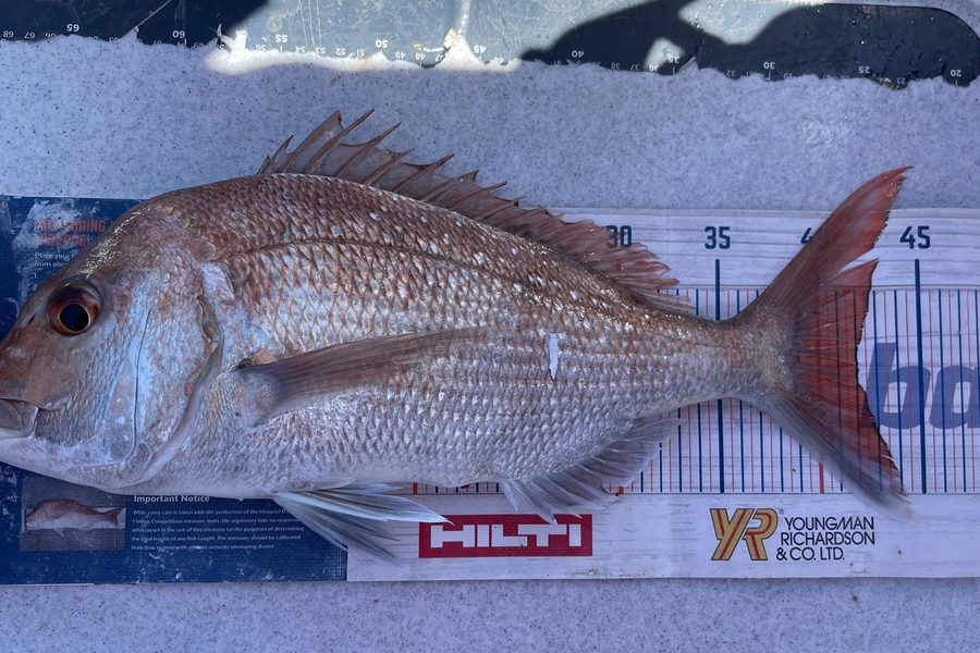 Brendan Lochead caught this 42.0cm Snapper at Coromandel during The OBC Fishing Competition