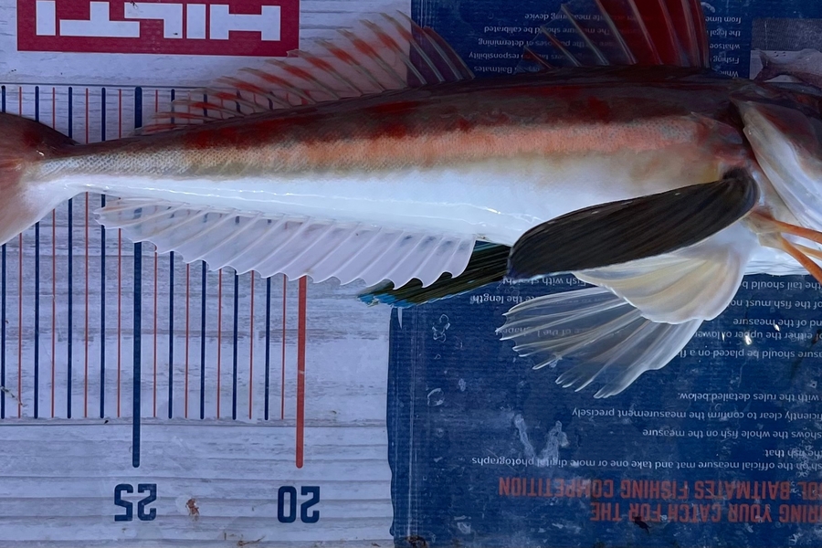 Brendan Lochead caught this 32.0cm Gurnard at Coromandel during The OBC Fishing Competition