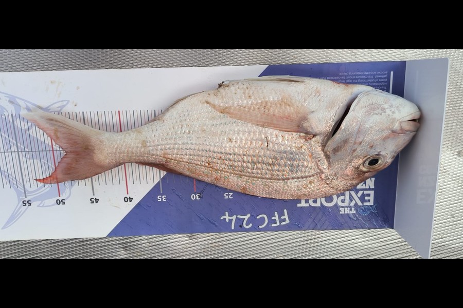 Steve Ford caught this 48.0cm Snapper at Auckland during The OBC Fishing Competition