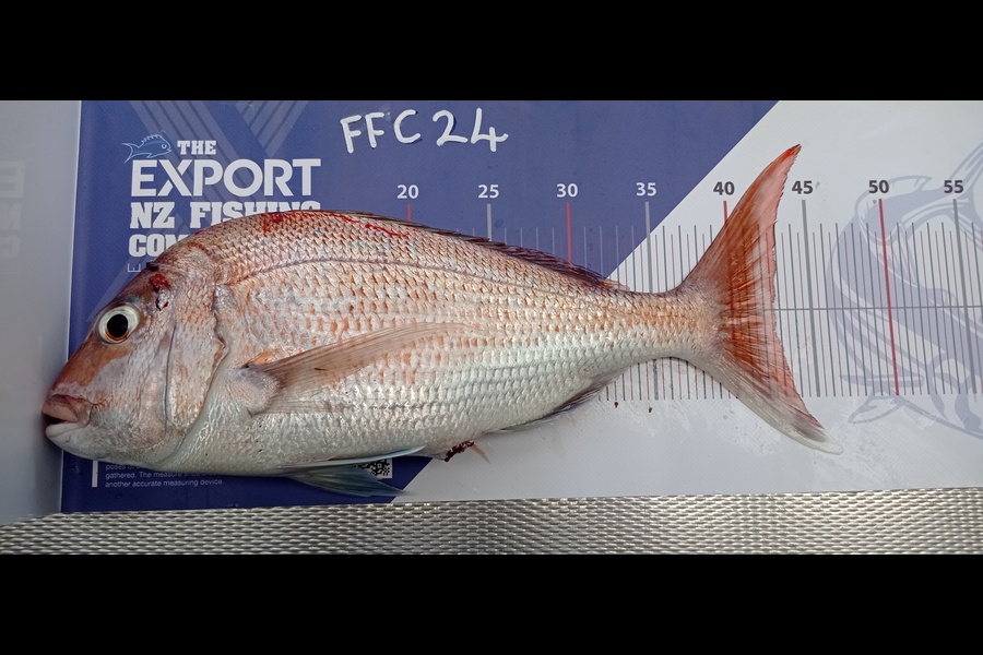 Steve Ford caught this 42.5cm Snapper at Auckland during The OBC Fishing Competition