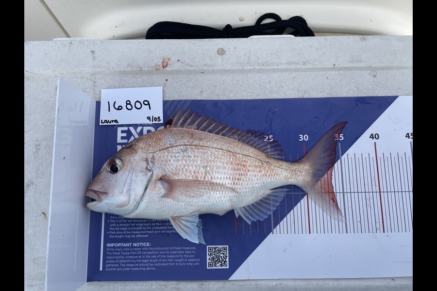 Laura Carr caught this 33.5cm Snapper at Auckland during The OBC Fishing Competition