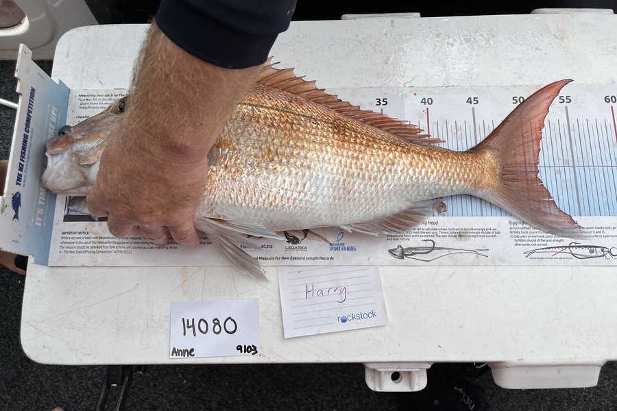 Anne Lindsay caught this 51.0cm Snapper at Auckland during The OBC Fishing Competition