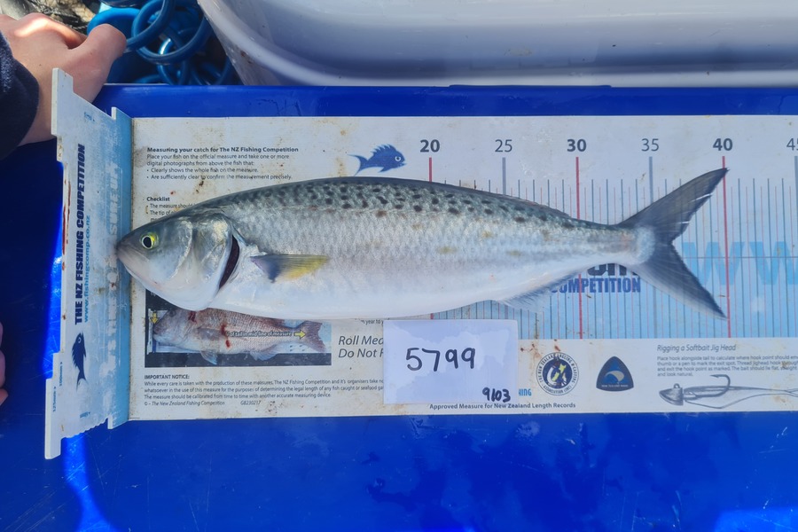 Hadlee Jordan caught this 36cm Kahawai at Auckland during The OBC Fishing Competition