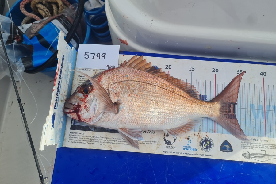 Hadlee Jordan caught this 34.0cm Snapper at Auckland during The OBC Fishing Competition