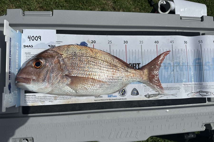 Dass Pillay caught this 39.5cm Snapper at Auckland during The OBC Fishing Competition