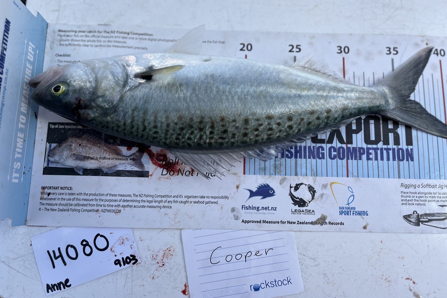 Anne Lindsay caught this 36.5cm Kahawai at Auckland during The OBC Fishing Competition