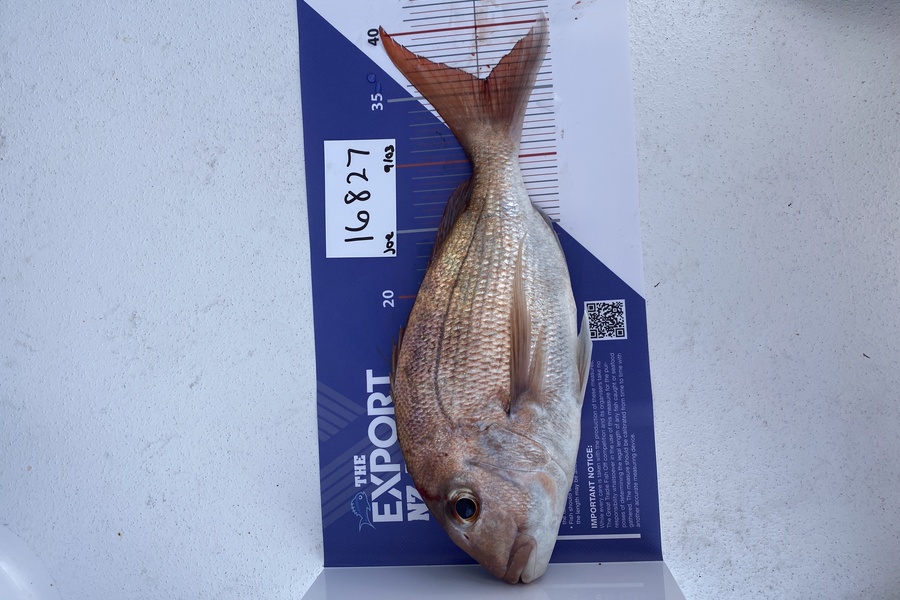 Joe O'Sullivan caught this 36.0cm Snapper at Auckland during The OBC Fishing Competition