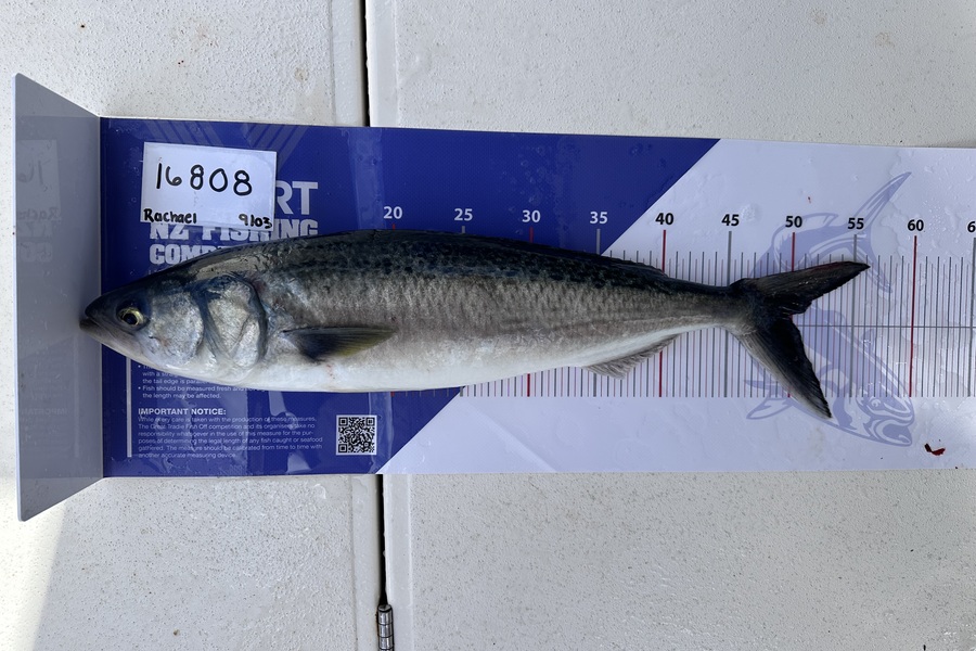 Richard David Hanna caught this 50.0cm Kahawai at Auckland during The OBC Fishing Competition