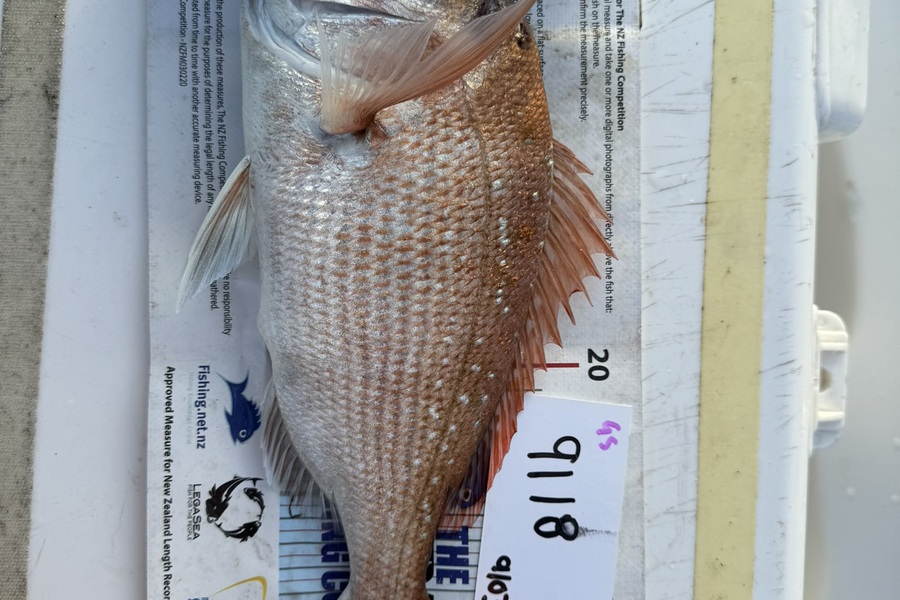 Greg Strachan caught this 34.0cm Snapper at Auckland during The OBC Fishing Competition
