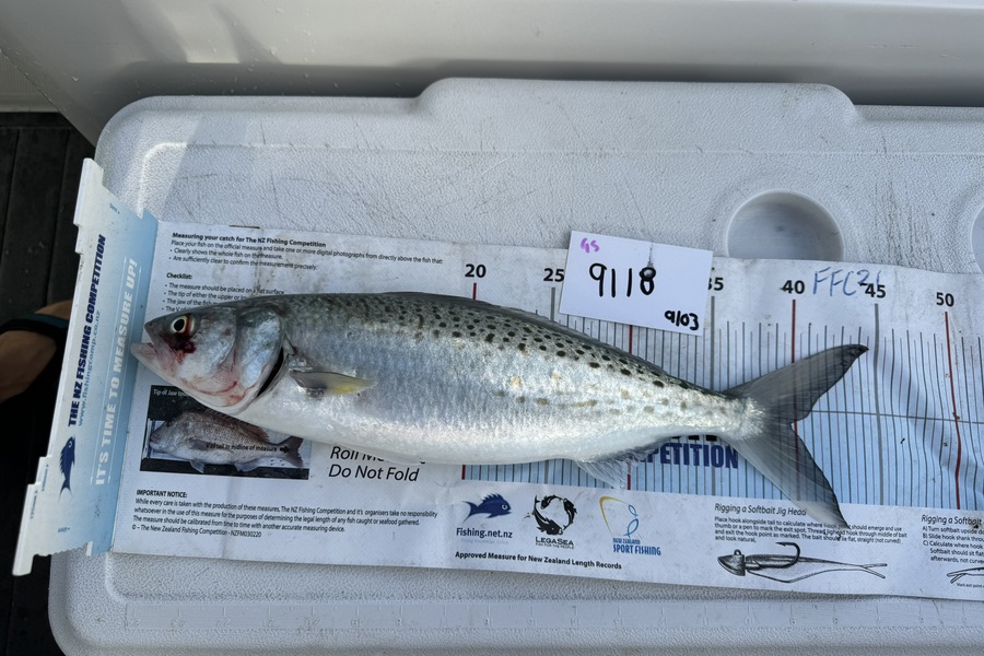 Greg Strachan caught this 39.5cm Kahawai at Auckland during The OBC Fishing Competition