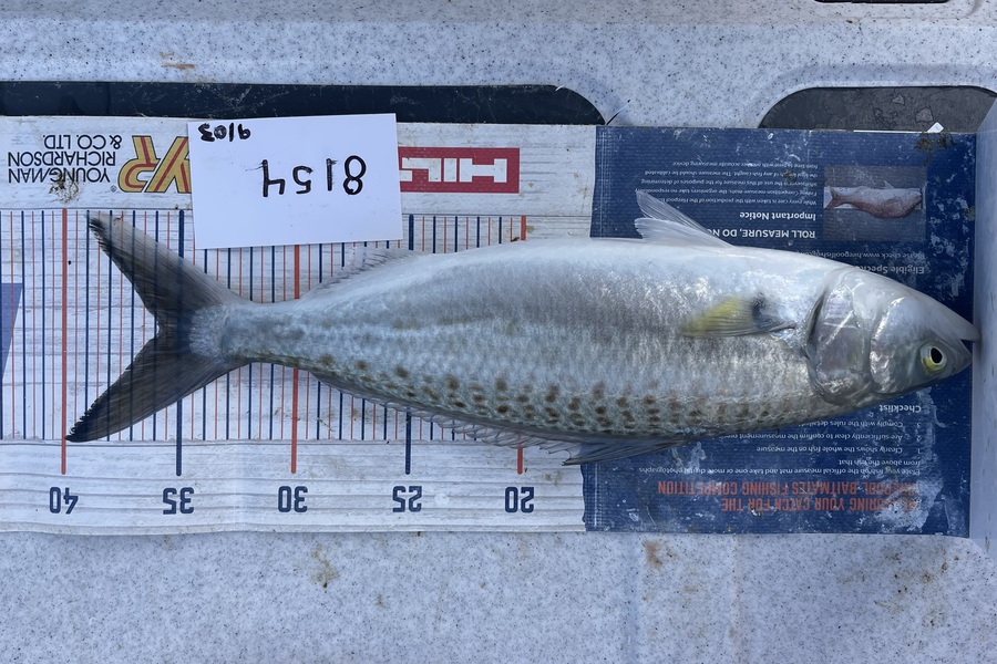 Brendan Lochead caught this 35.5cm Kahawai at Auckland during The OBC Fishing Competition