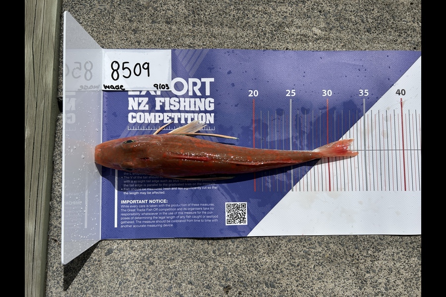 Wade Blow caught this 32.5cm Gurnard at Auckland during The OBC Fishing Competition