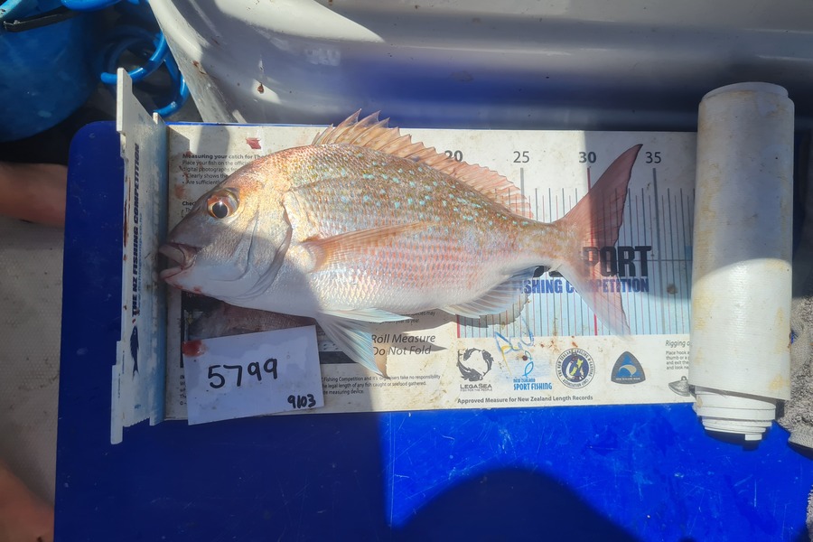 Hadlee Jordan caught this 31.5cm Snapper at Auckland during The OBC Fishing Competition